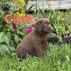 Clark, Chocolate Labrador Retriever Puppy